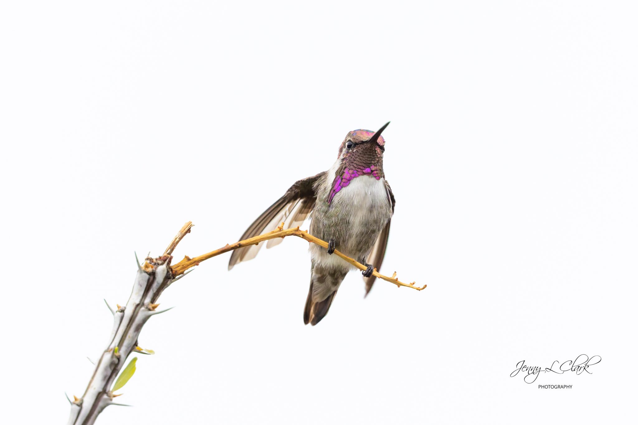Hummingbird Mr. Costa's on ocotillo branch after monsoon