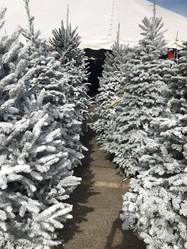 Appalachian Farms Christmas Trees | Newland NC