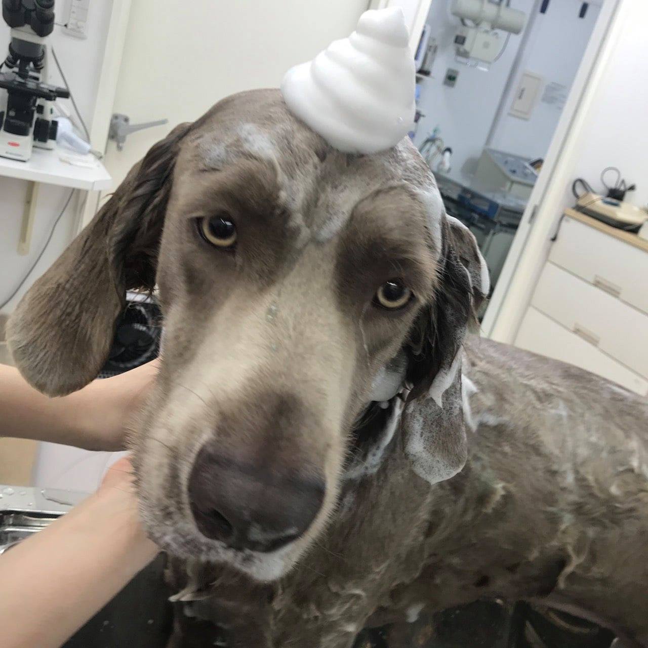 ヒロ動物病院 Gonderiler Facebook