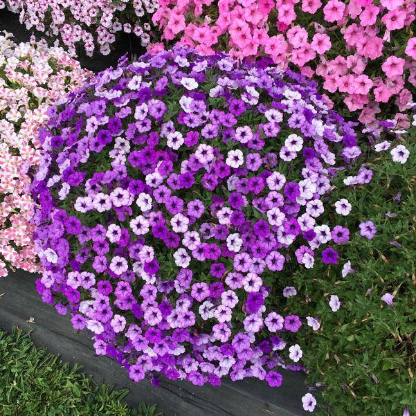 Supertunia Mini Vista Indigo Petunia wins Louisiana honor