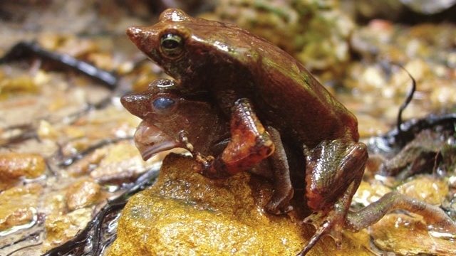 Biologicamente - I rospi appartenenti alla specie Rhinella... | Facebook