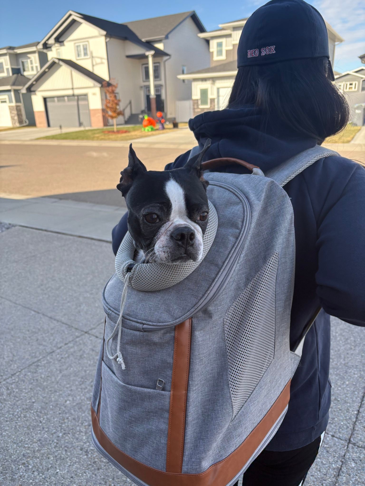 boston terrier mini backpack Cute Dog Travel Water Resistant Luggage Daypack Business Weekender Bag for Men Women: Clothing, Shoes & Jewelry Dog Carriers  Boston Terrier