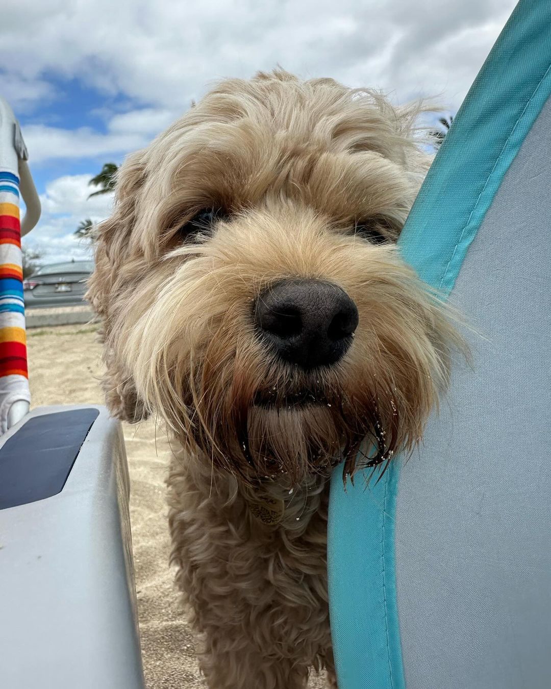 Official Cockapoo Owners Club UK 🐾 | Facebook