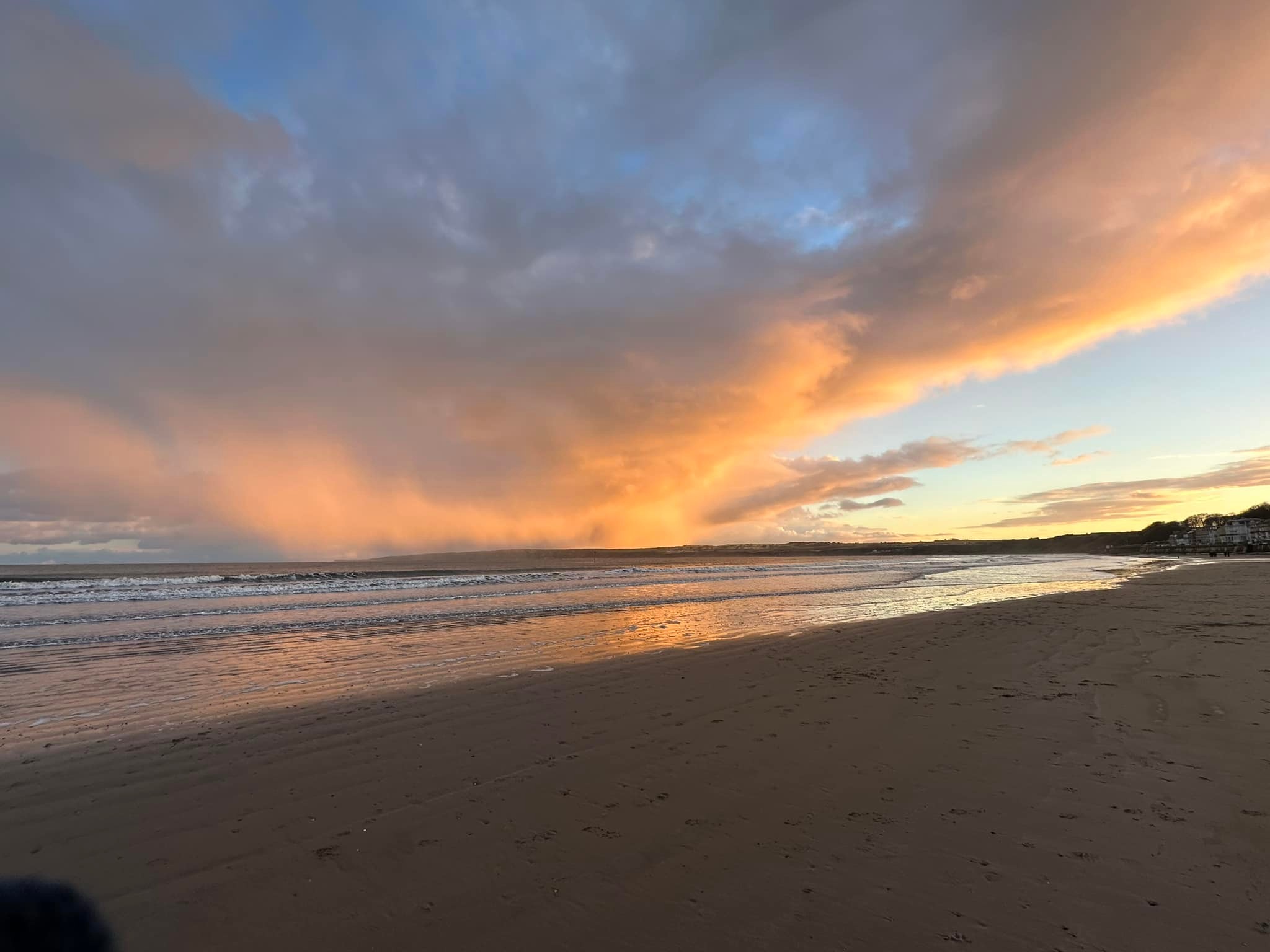 Filey Flora and Fauna