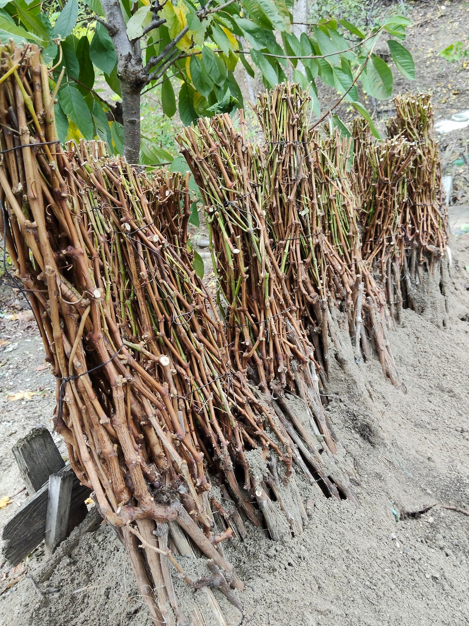 Vanzari Legume-Fructe Angro | De vânzare varza cu frunza subțire numai ...