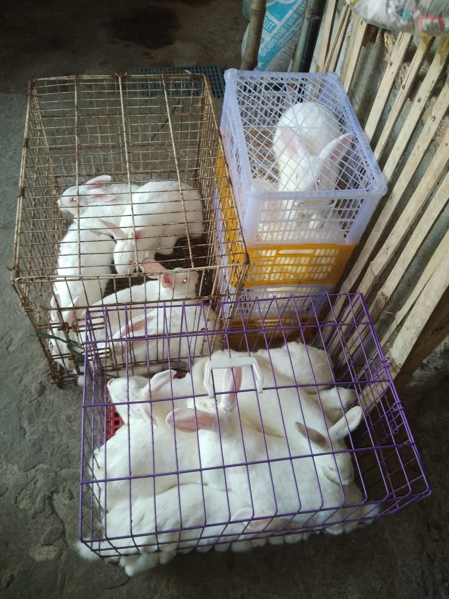 Urban rabbitry