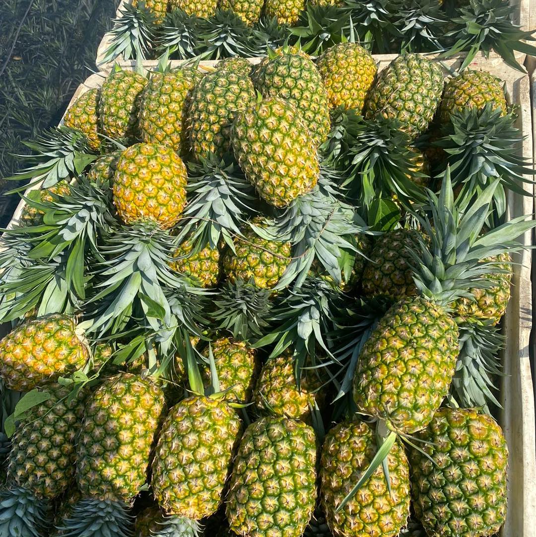 Fruthera - La Piña que se produce en el estado de...