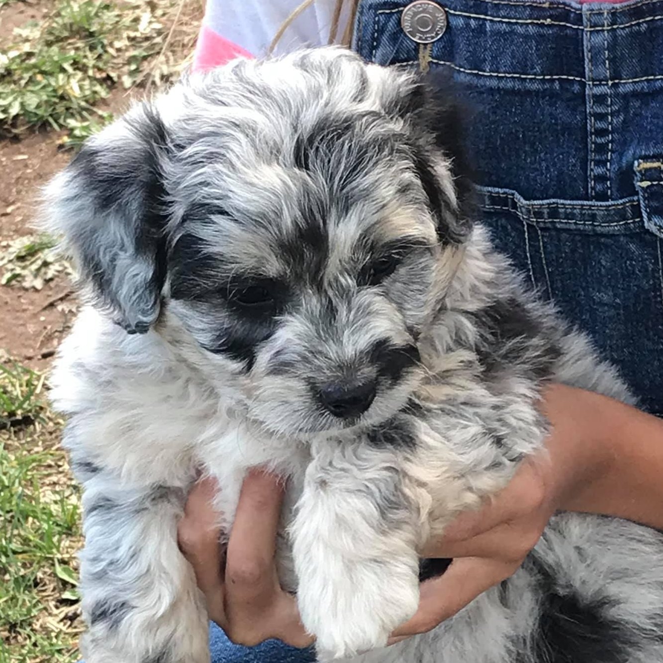 The Blessings litter - F1b Cavapoos 🤎🖤 - curly and wavy coats - very ...