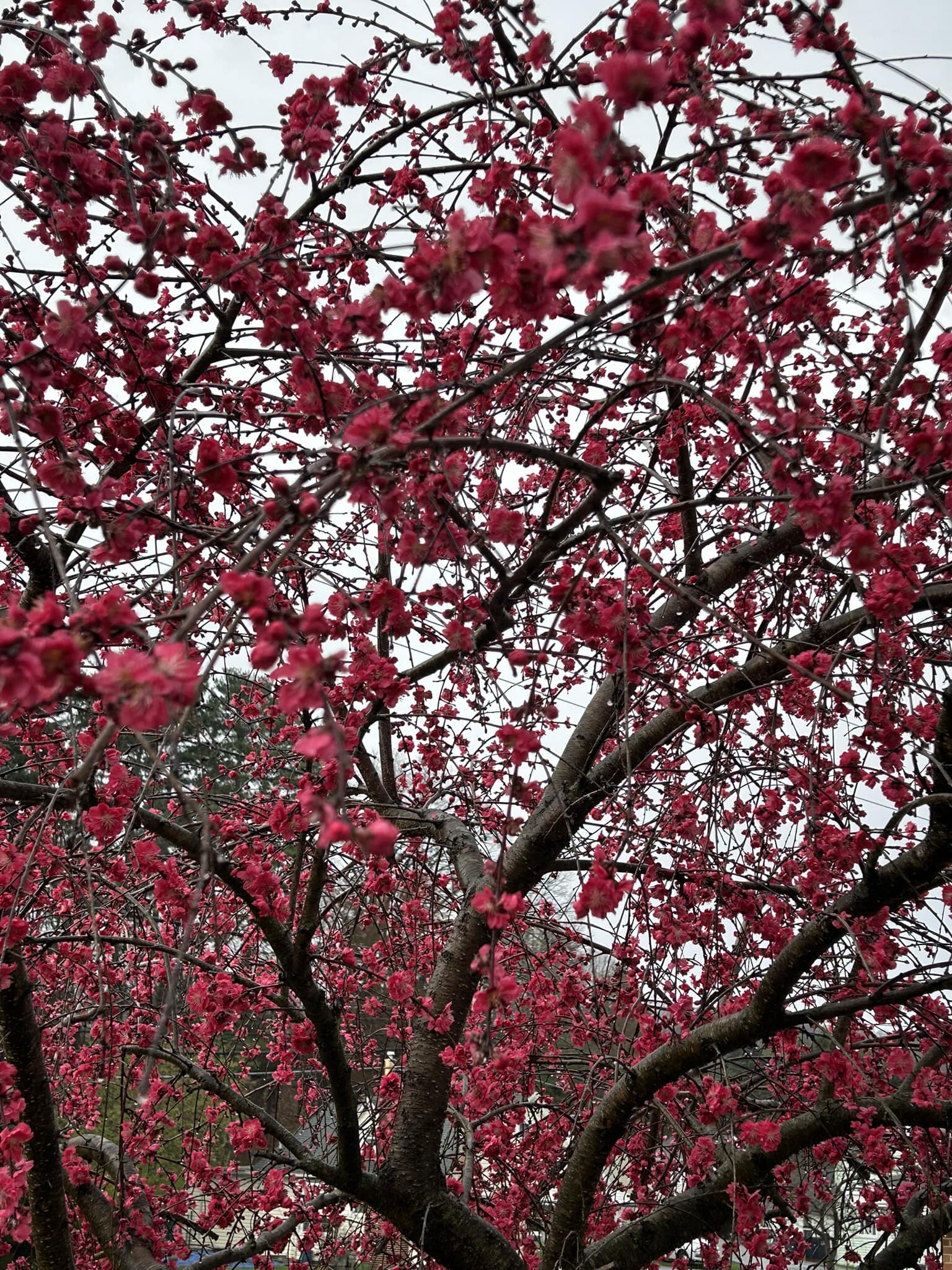The front of our house is ablaze with the blooms on this Japanese