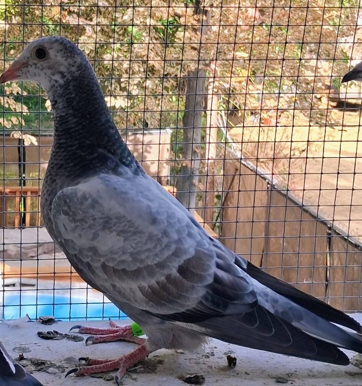 Racing Pigeons in Ontario | Facebook