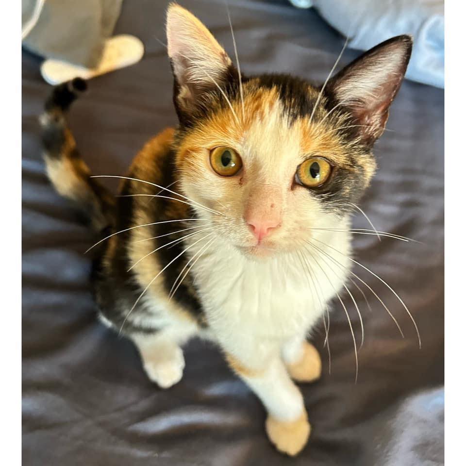 ️ ️ ADOPTED ️ ️ ⛳️🥇 MEET CADDIE... - Perth Rescue Angels | Facebook