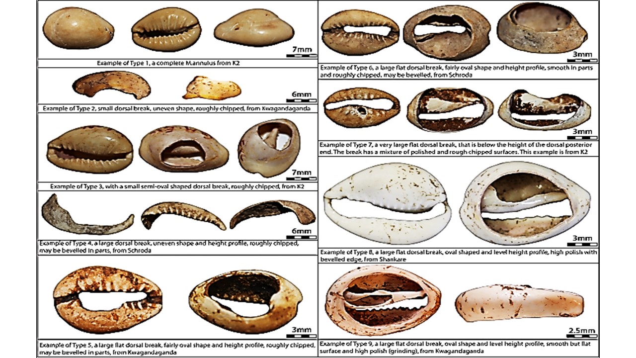 Jeff - Examples of excavated cowrie shells, figure from Abigail Joy ...