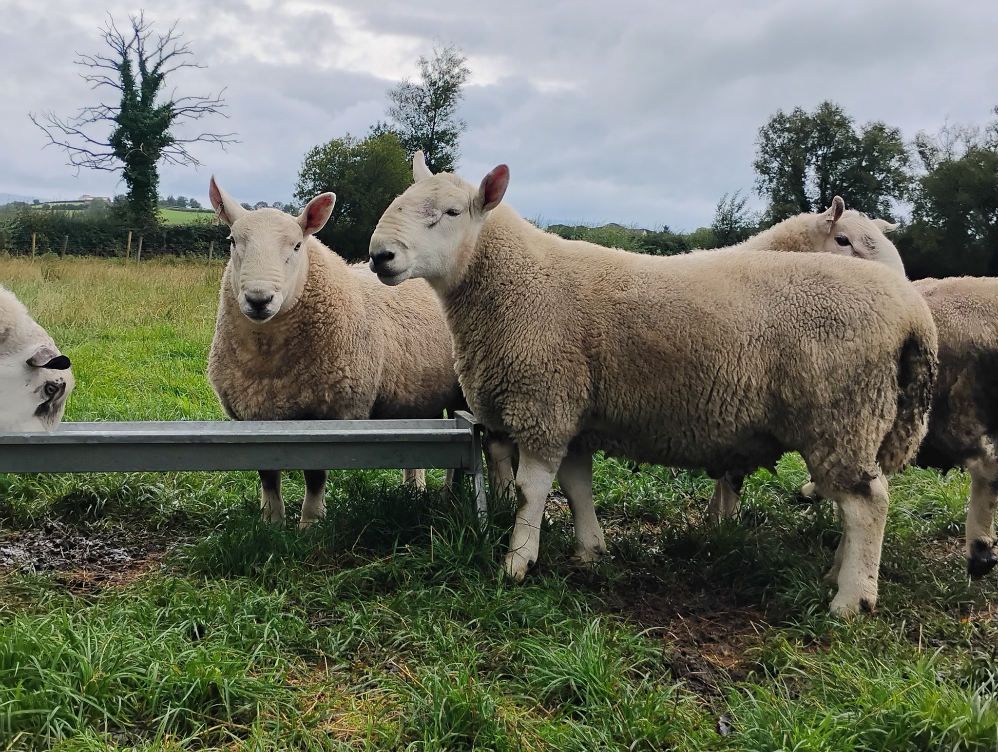 Ni sheep buy and sell | 5 pb North country Cheviot shearling rams and 1 ...