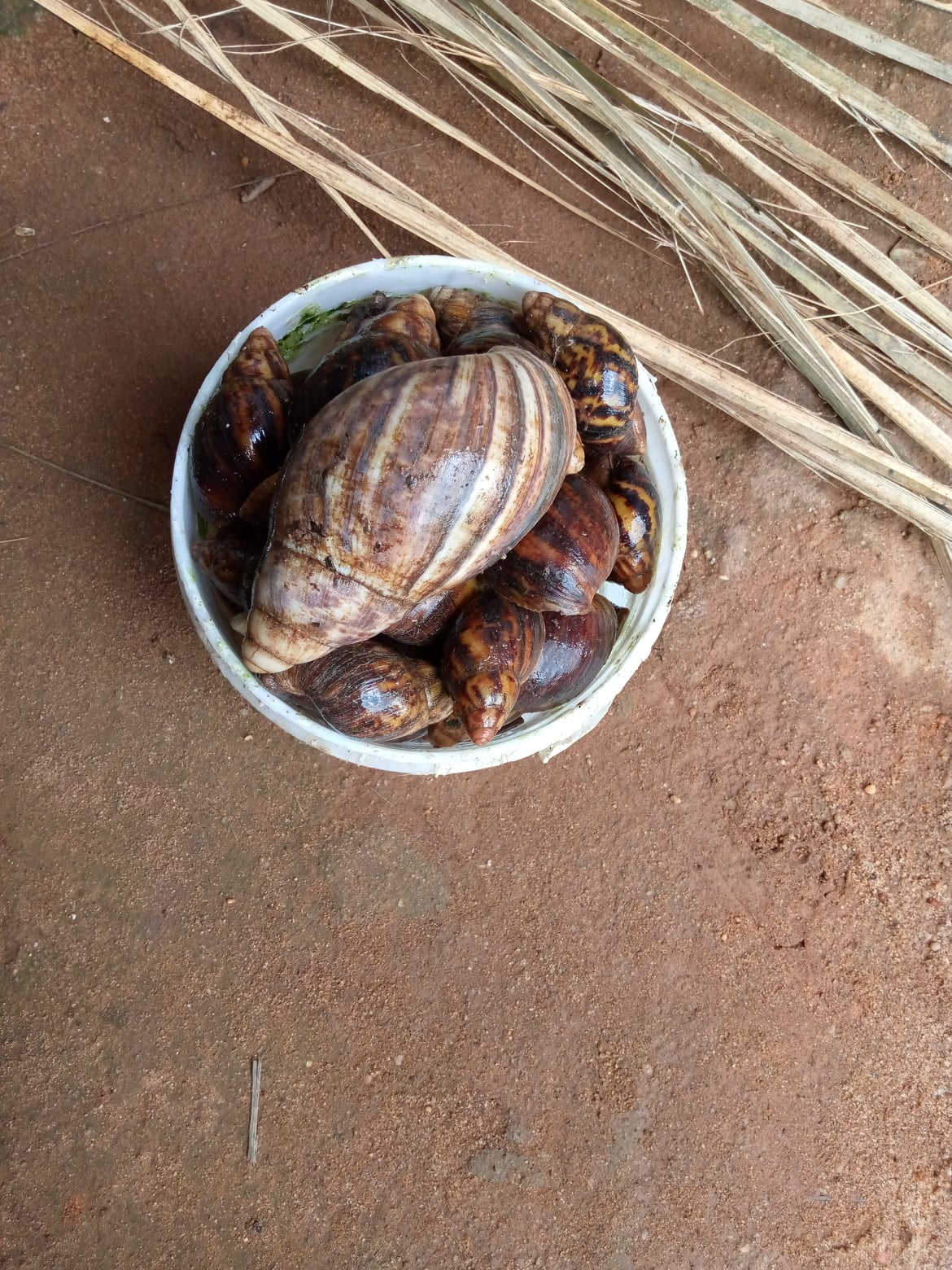 Snailry Goldmine - Home