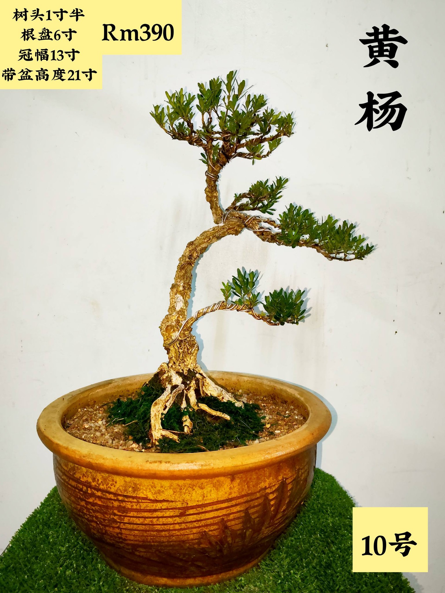 佐野大助#三津山#Daisuke #bonsaipots #日本盆鉢美術品