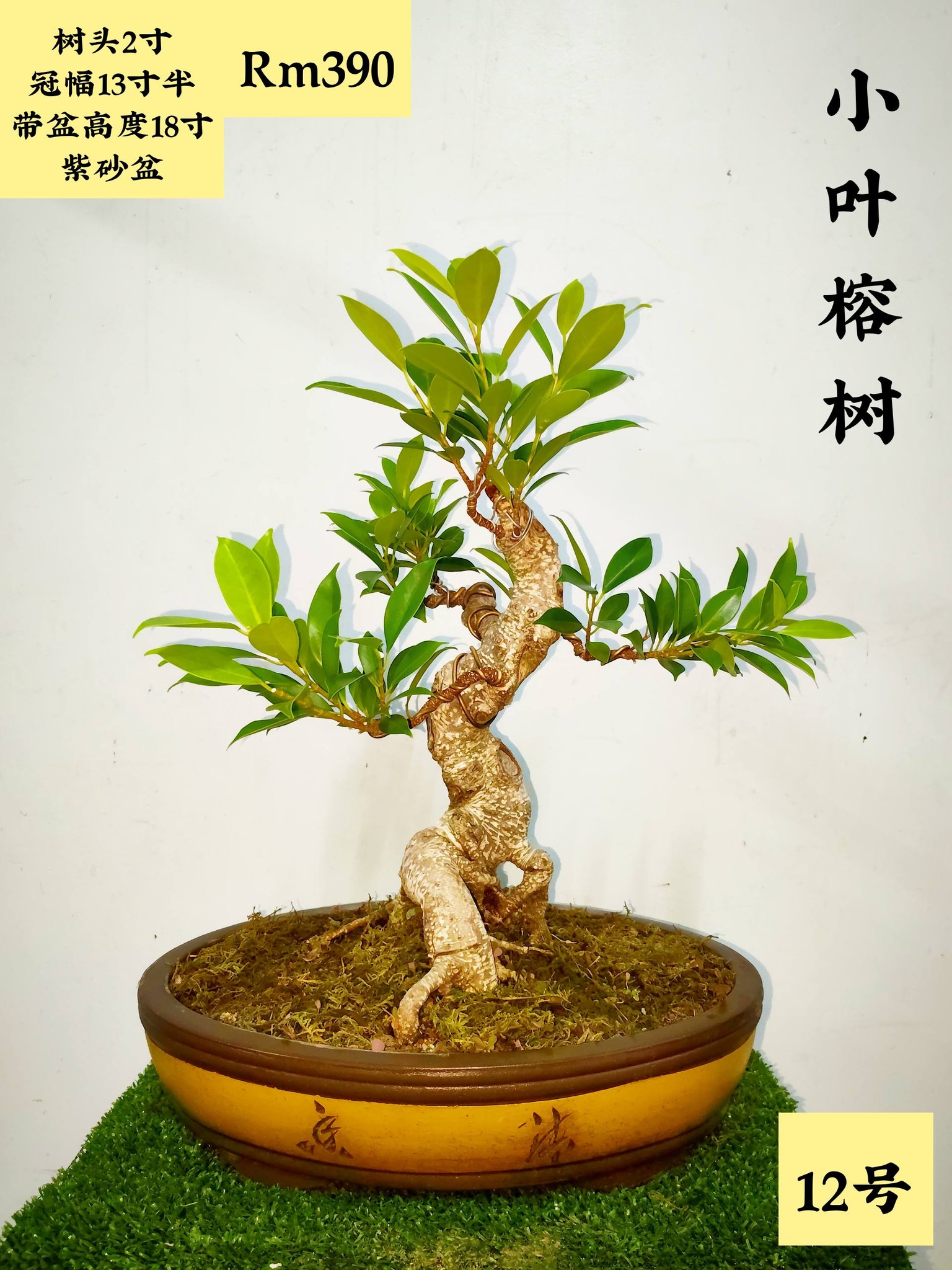 佐野大助#三津山#Daisuke #bonsaipots #日本盆鉢美術品