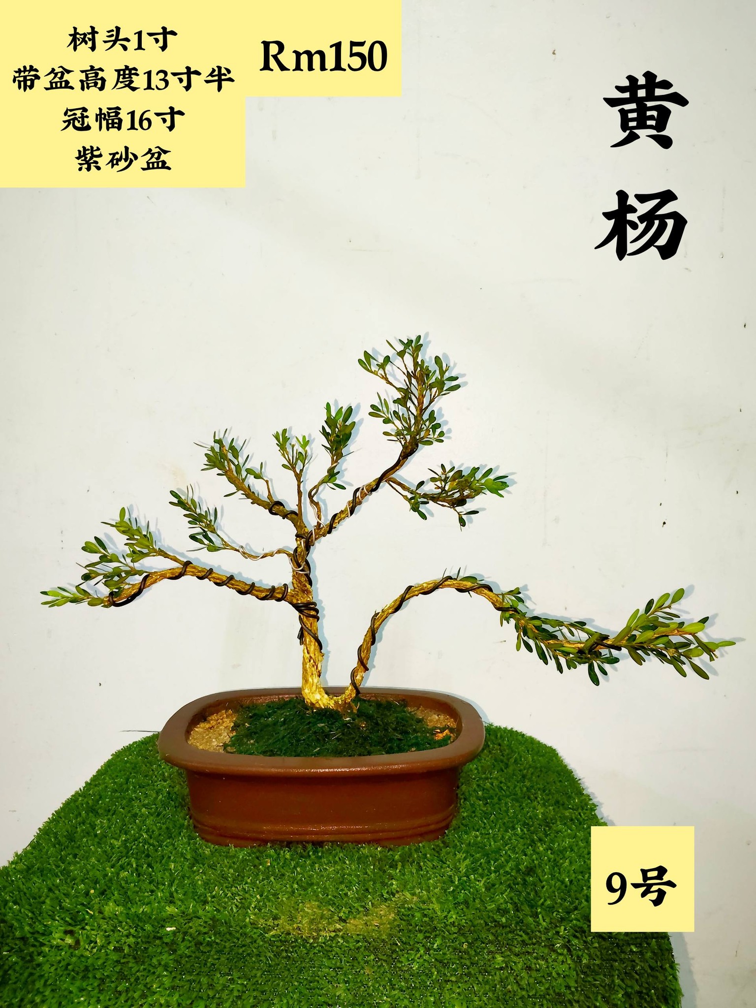 佐野大助#三津山#Daisuke #bonsaipots #日本盆鉢美術品