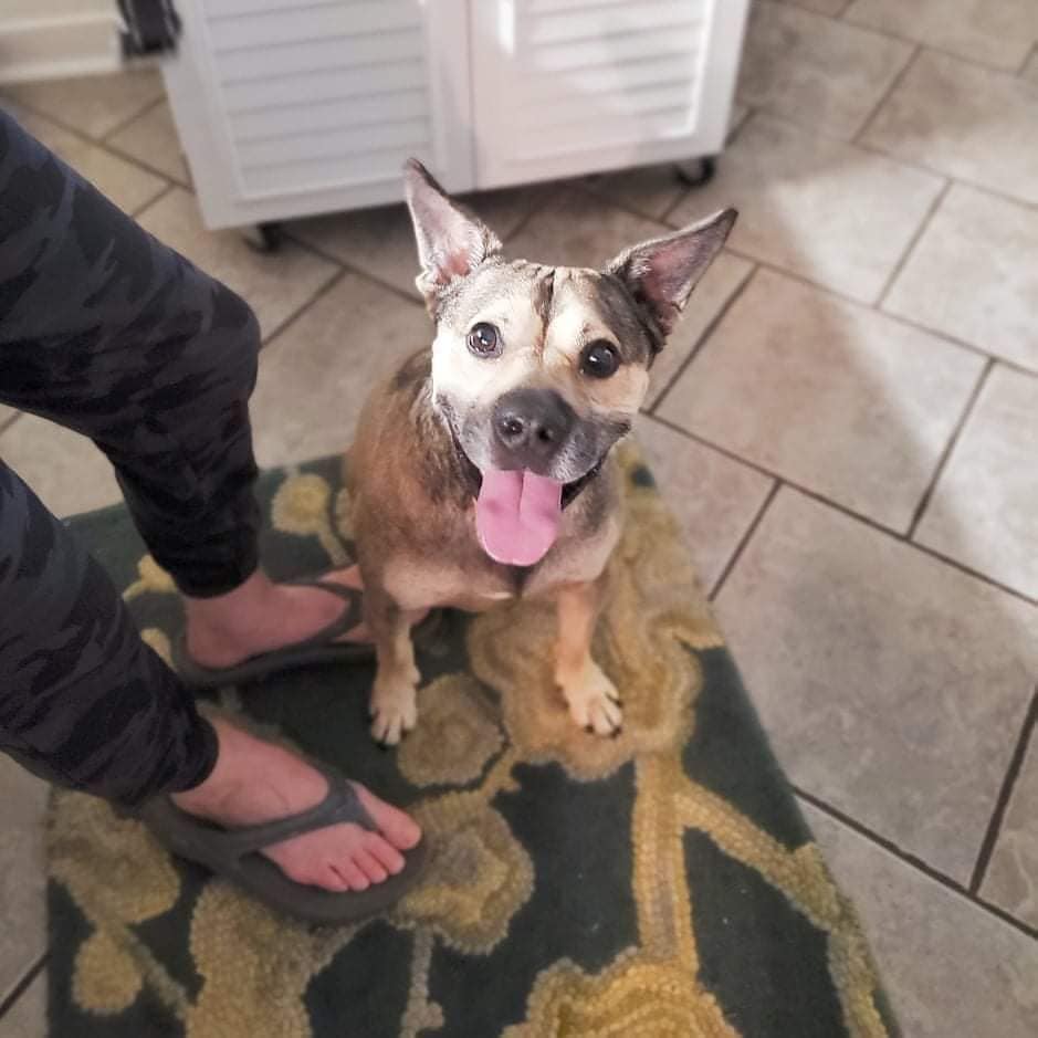 🆘️💔THOR IS EXTREMELY EXTREMELY... - Rescue Haven Foundation | Facebook