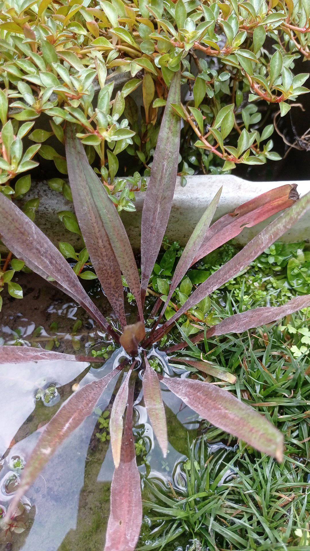 Cryptocoryne species found in Masbate