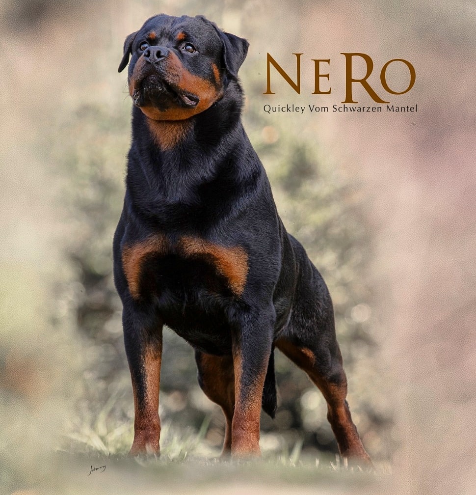 Curso Conhecendo o Rottweiler - Que tal conhecer mais a fundo a raça ...