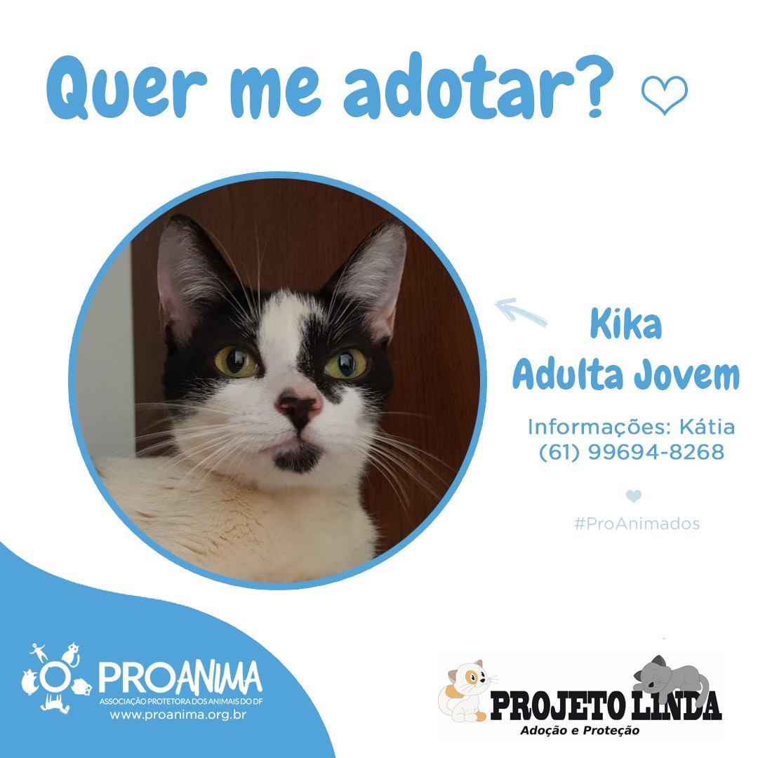 ProAnima - FOFURAS PARA ADOÇÃO 🐈🐈🐈🐈🐈 Três gatinhos...