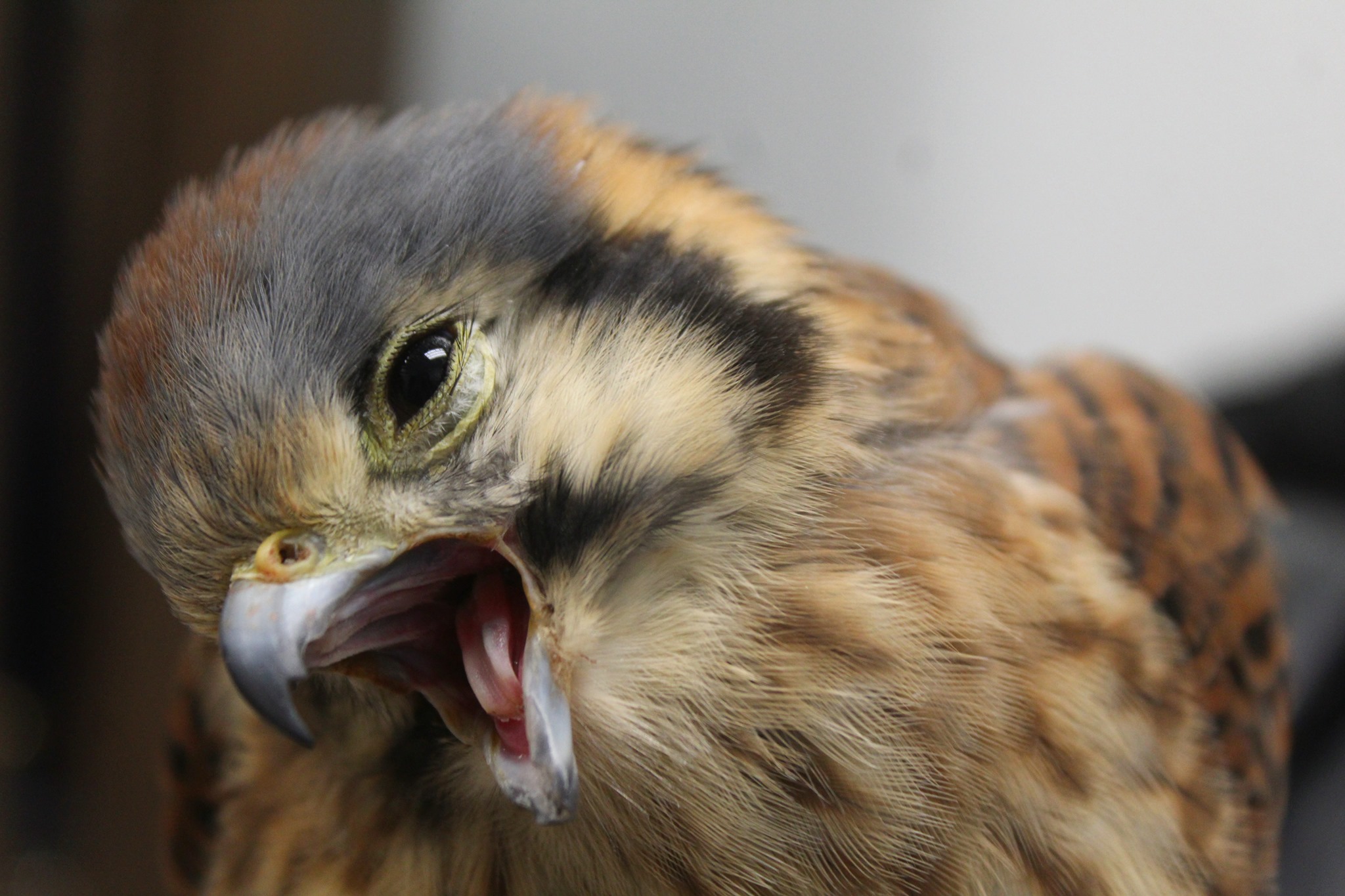 Sophie, an American Kestrel and... - Alaska Raptor Center | Facebook