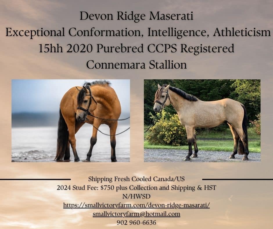 Devon Ridge Maserati - Connemara Stallion