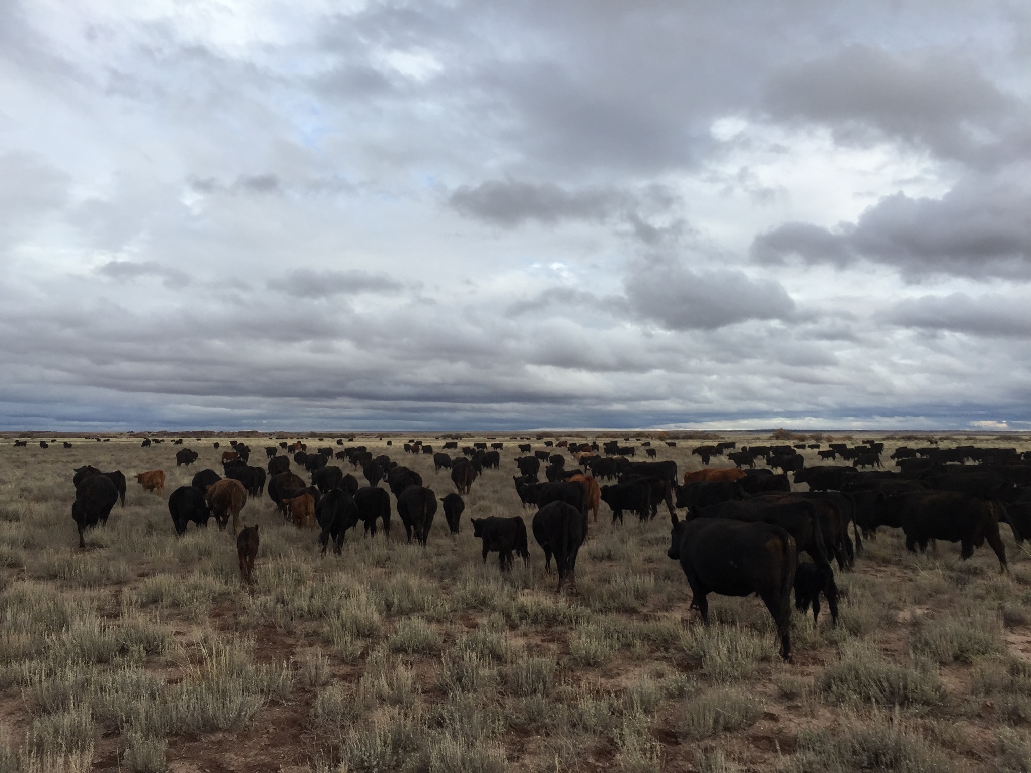 Wengert Ranch