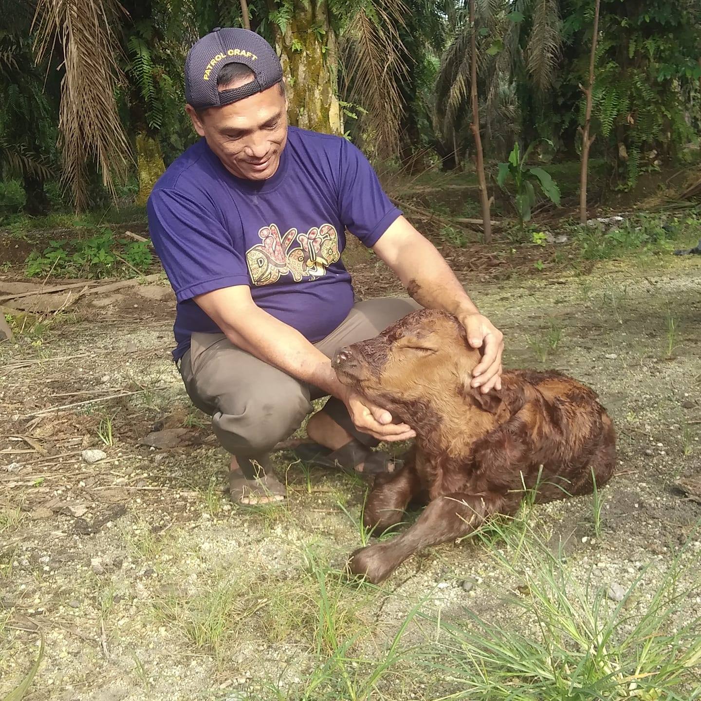 Manis pahitnya jadi Petugas Peternkan itu mungkin tak terlupakan mereka ...