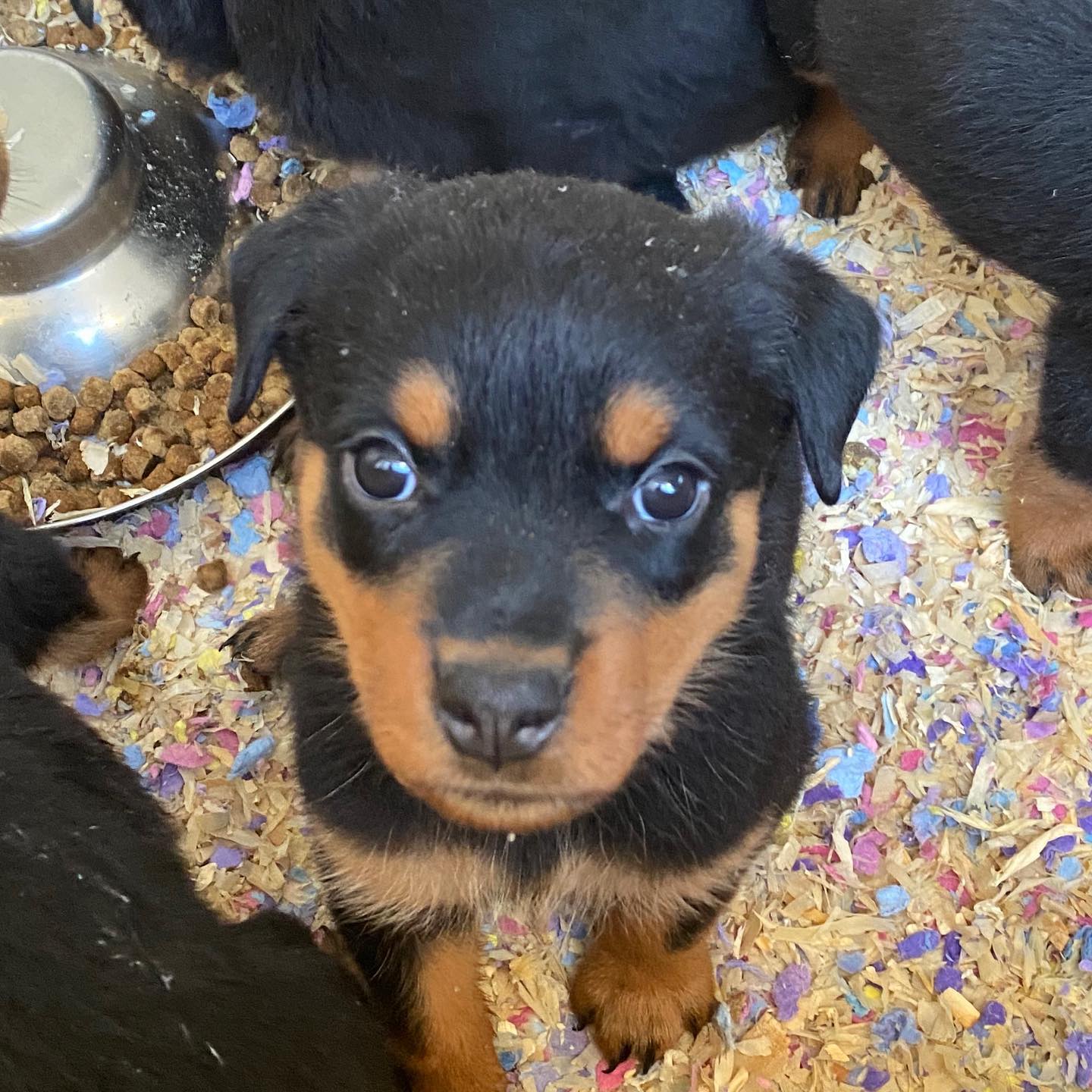 Cuteness overload 💜... - Von Der Hause Roush Rottweilers | Facebook