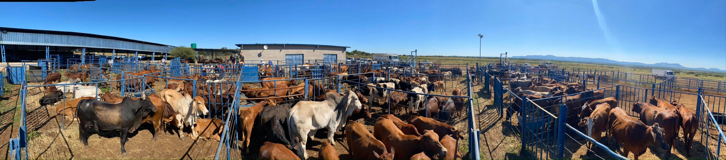 Twee Riviere Auction... - CDP Auctioneers - Corne Du Plessis | Facebook