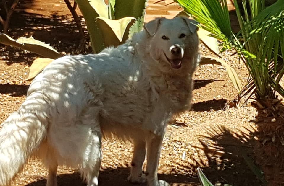 Bobo..il cane che ride..... - CERCO cane in CERCA di adozione | Facebook