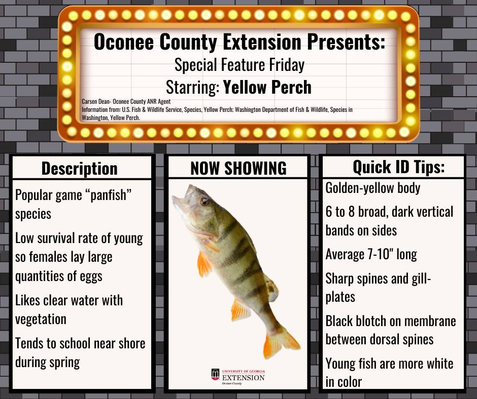 Oconee - The star of this week's Special Feature Friday is the Yellow ...