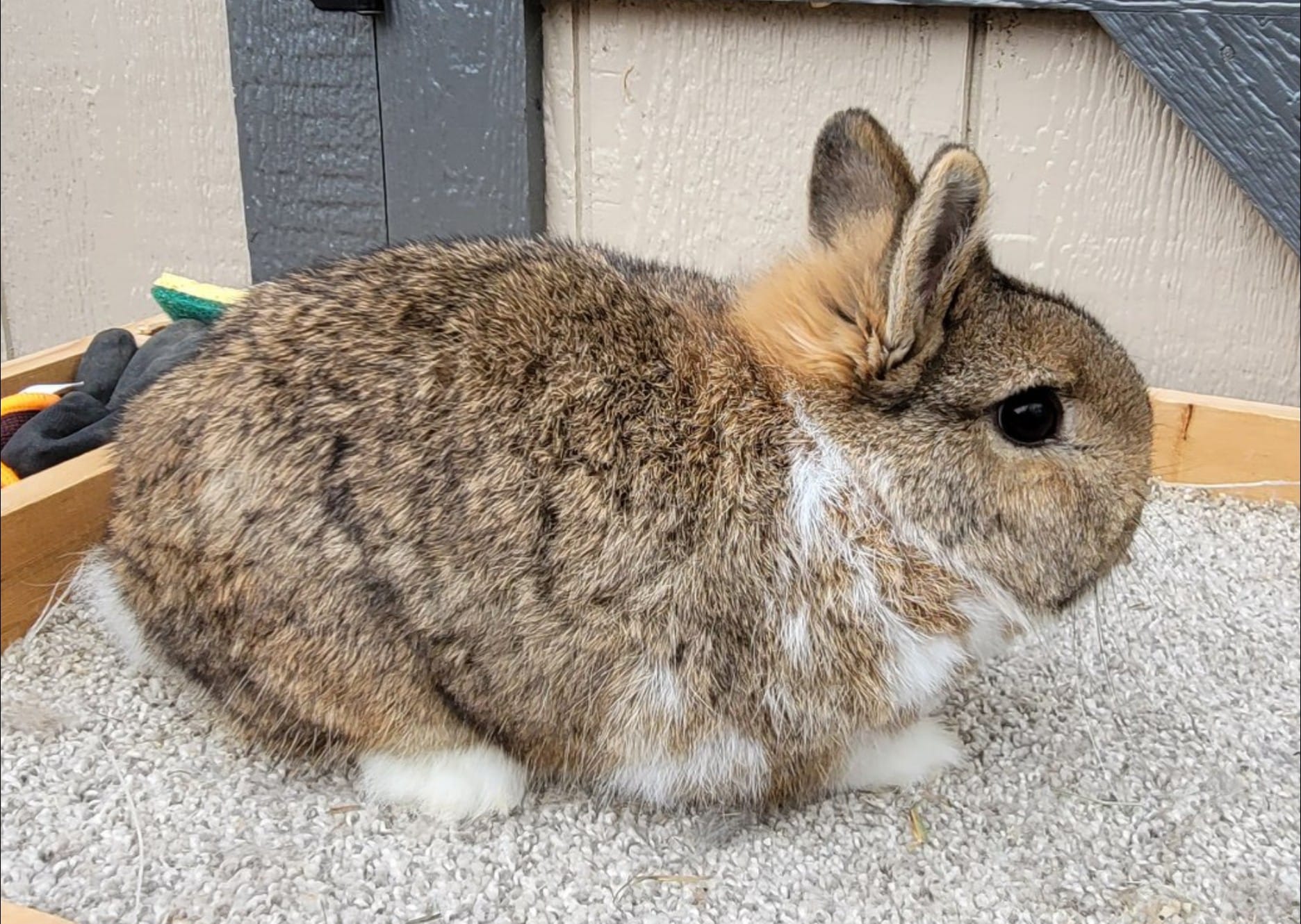MJS Rabbitry