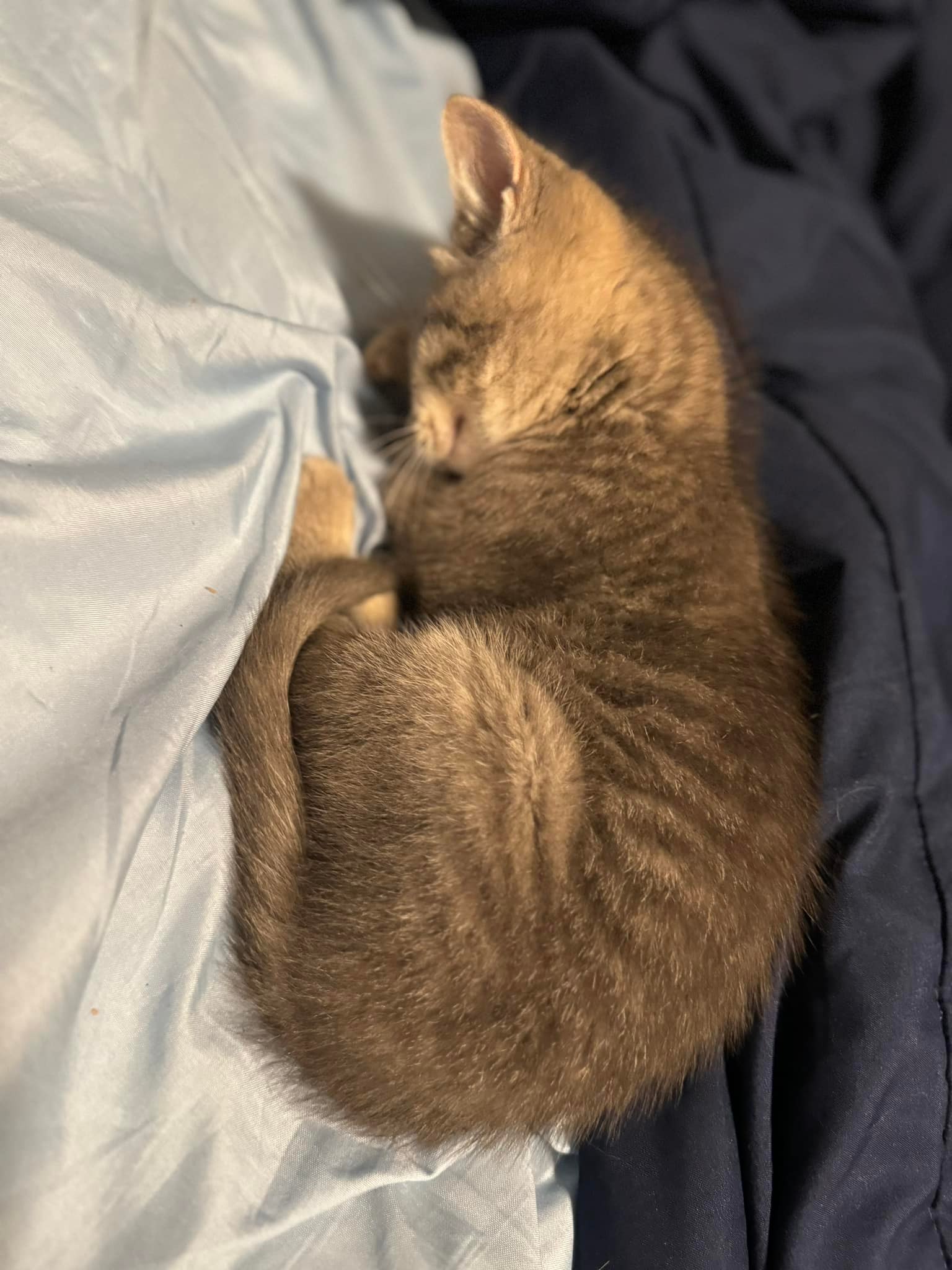 Update  She is a HE and his name is Otis ❤️ 