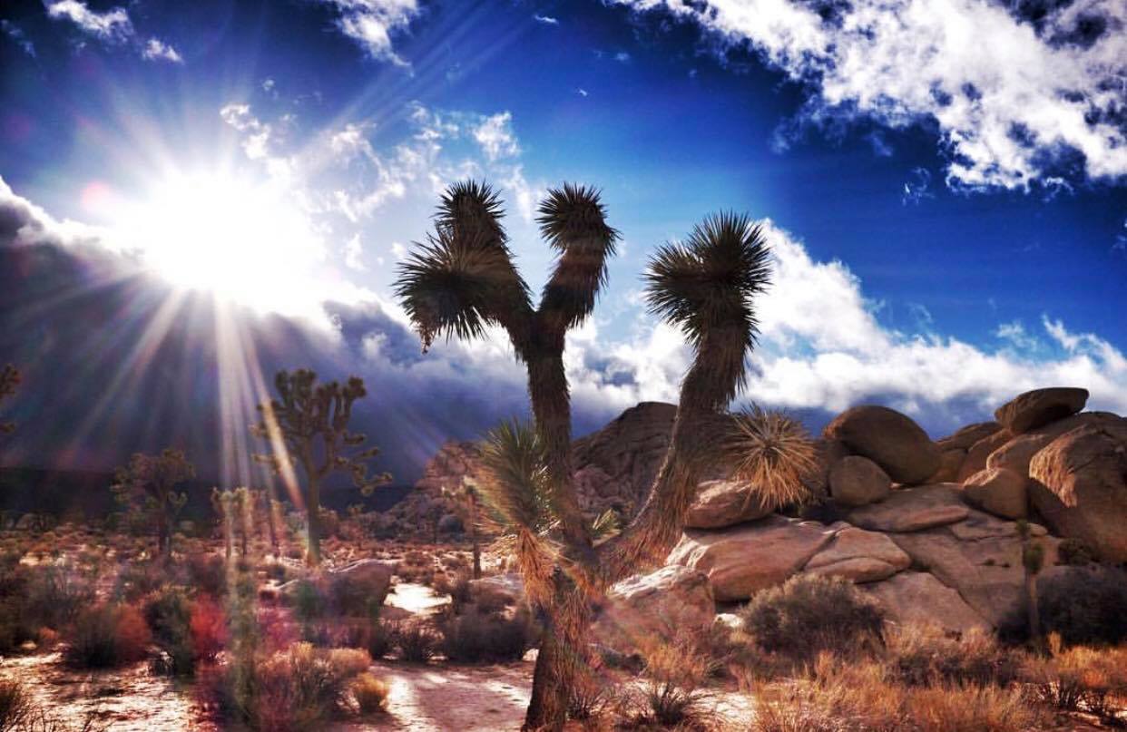 Joshua Tree Coachella Valley Photo! - by 23mmfilm