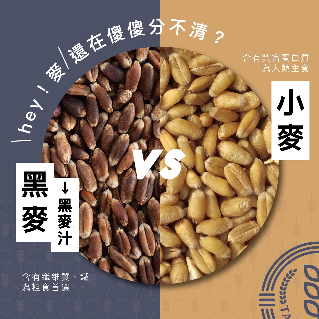 黑麥、小麥傻傻分不清楚嗎⁉️ 三麥報哩災👋 ... - 台灣三麥Taiwan Sanman | Facebook