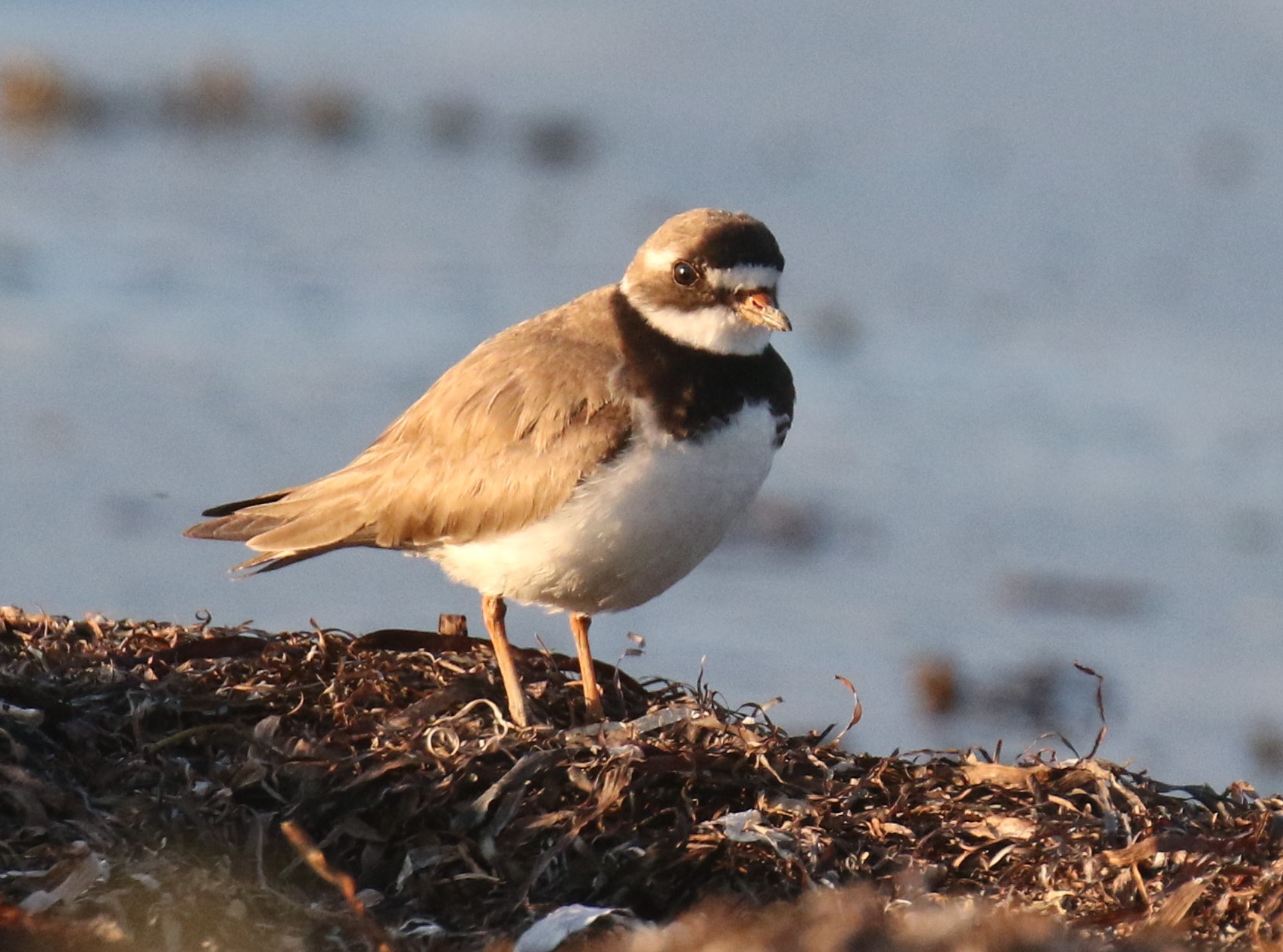 mocciさま専用 Ringed plover Common Ringed Plover spotted in Grays Harbor County, Moclips, WA