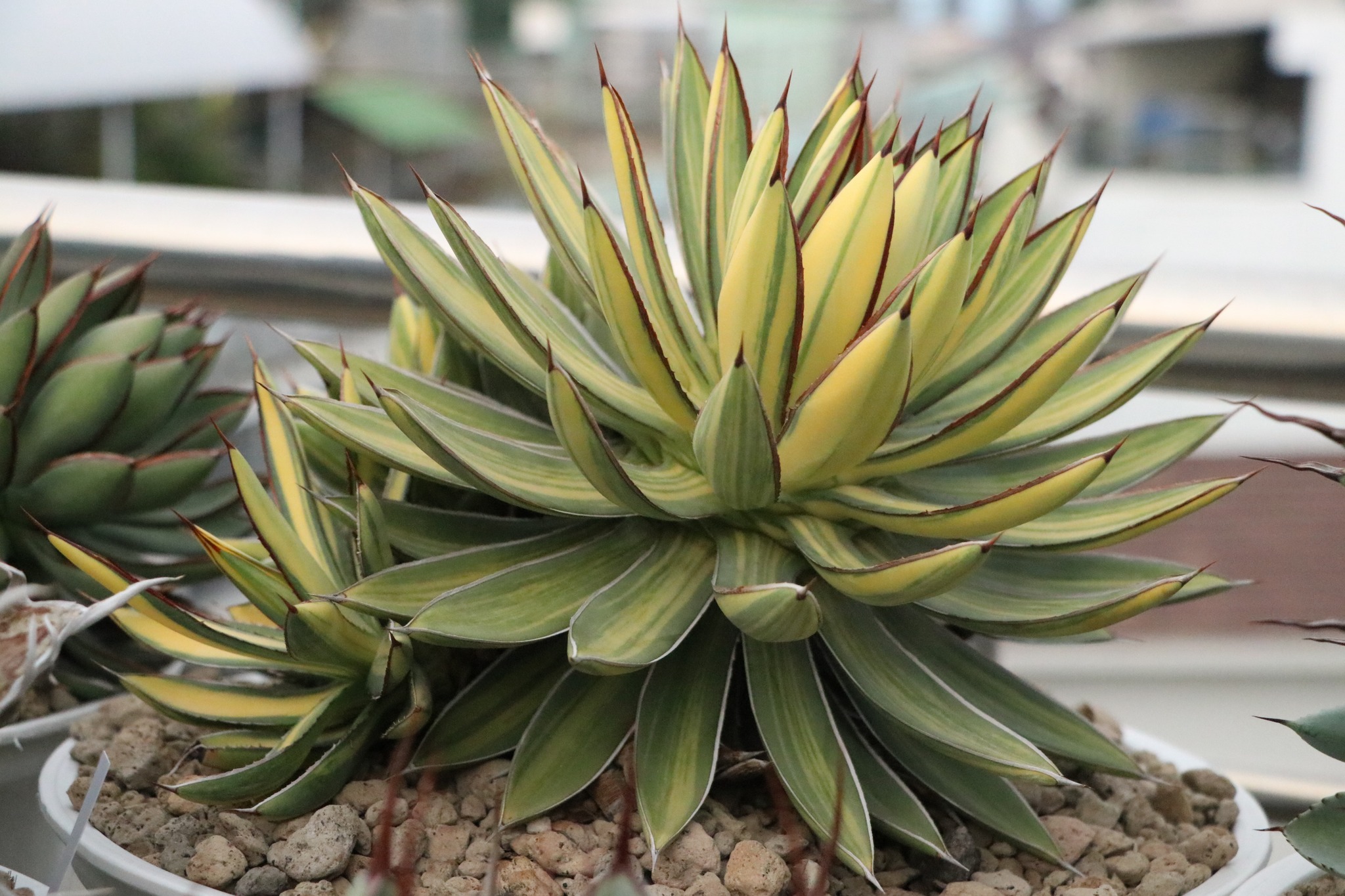 agave burnt burgundy variegated