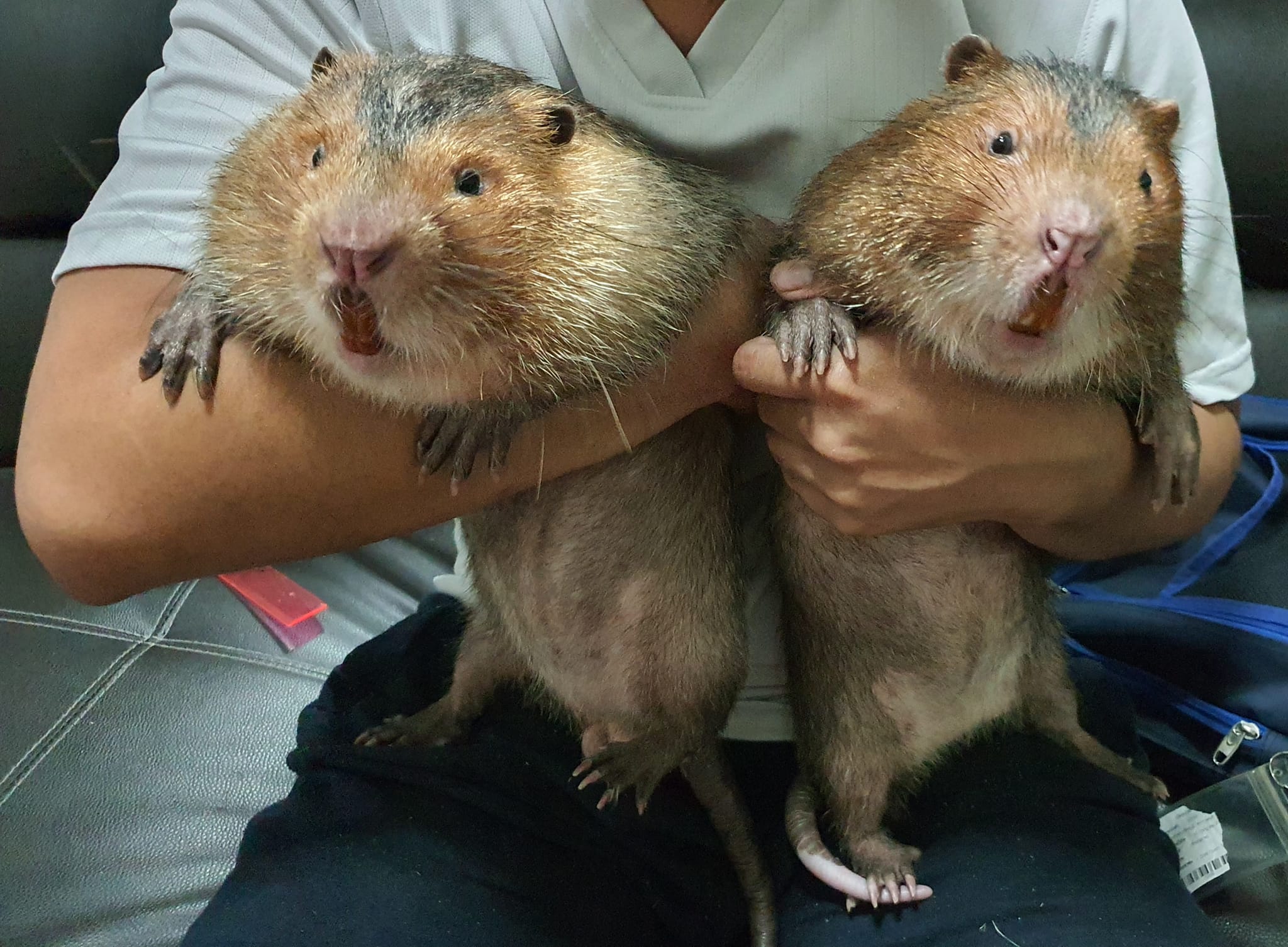 🐻เข้มๆ ใหญ่ๆ นิสัยเชื่องๆ... - Bamboo Rat Thailand Farm | Facebook