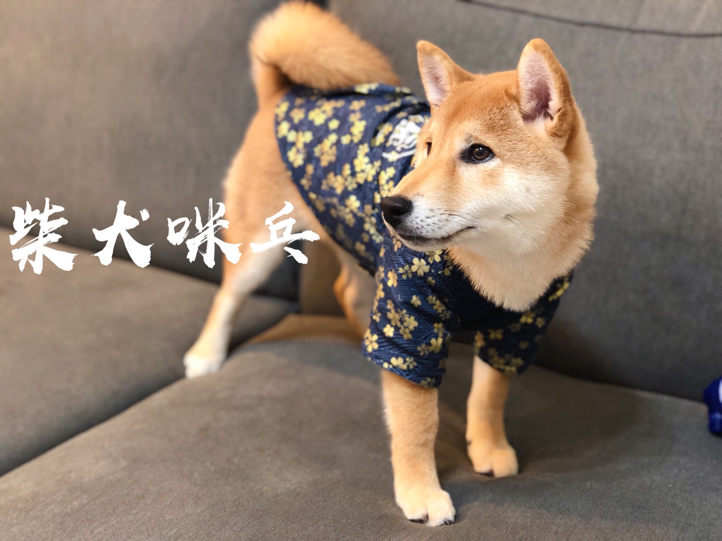 Wewe Wawa柴娃娃掃貨購物站 - 美女胡美胎大愛💕😍 三日二夜同油份講byebye 最新登場嘅BIG BOSS ️【抽脂皇】#食極唔肥 ...