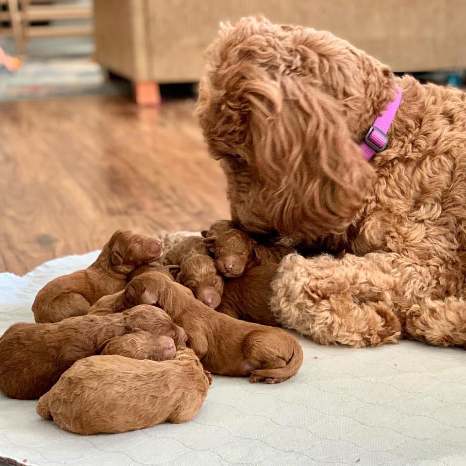 Female puppies from Poppy & Max’s... - FitzPatrick's Doodles