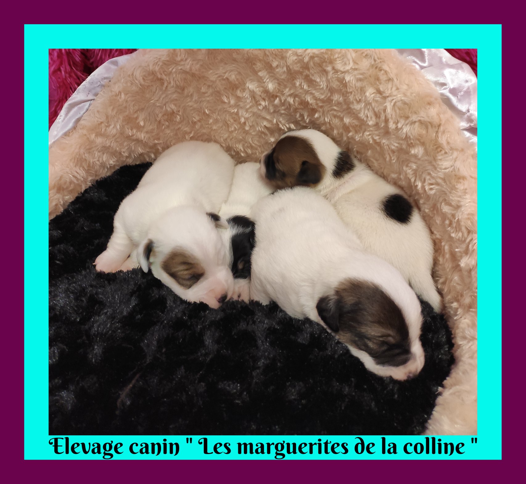 Elevage Canin Les Marguerites De La Colline