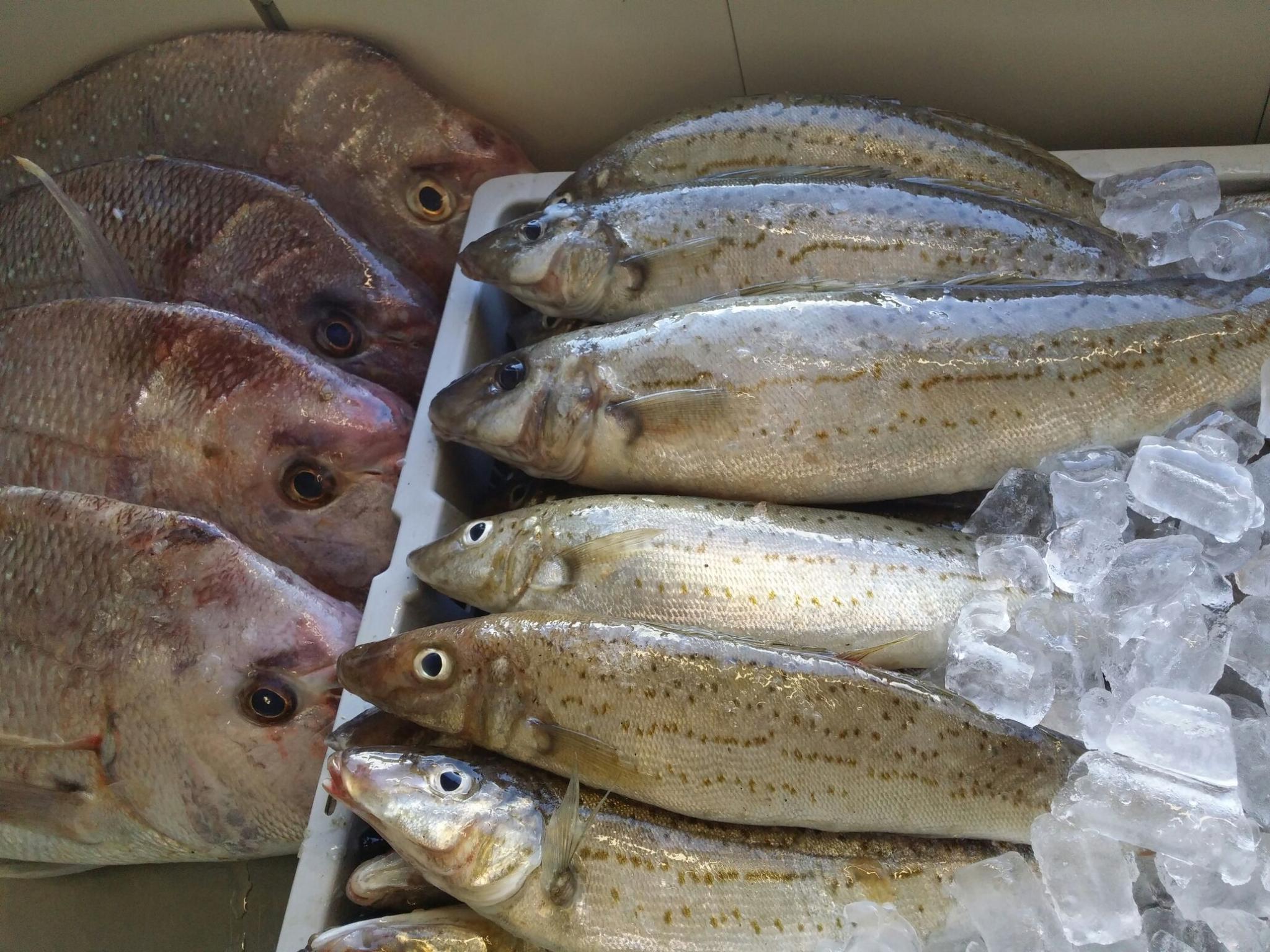 Streaky Bay Fish Co. | Streaky Bay SA