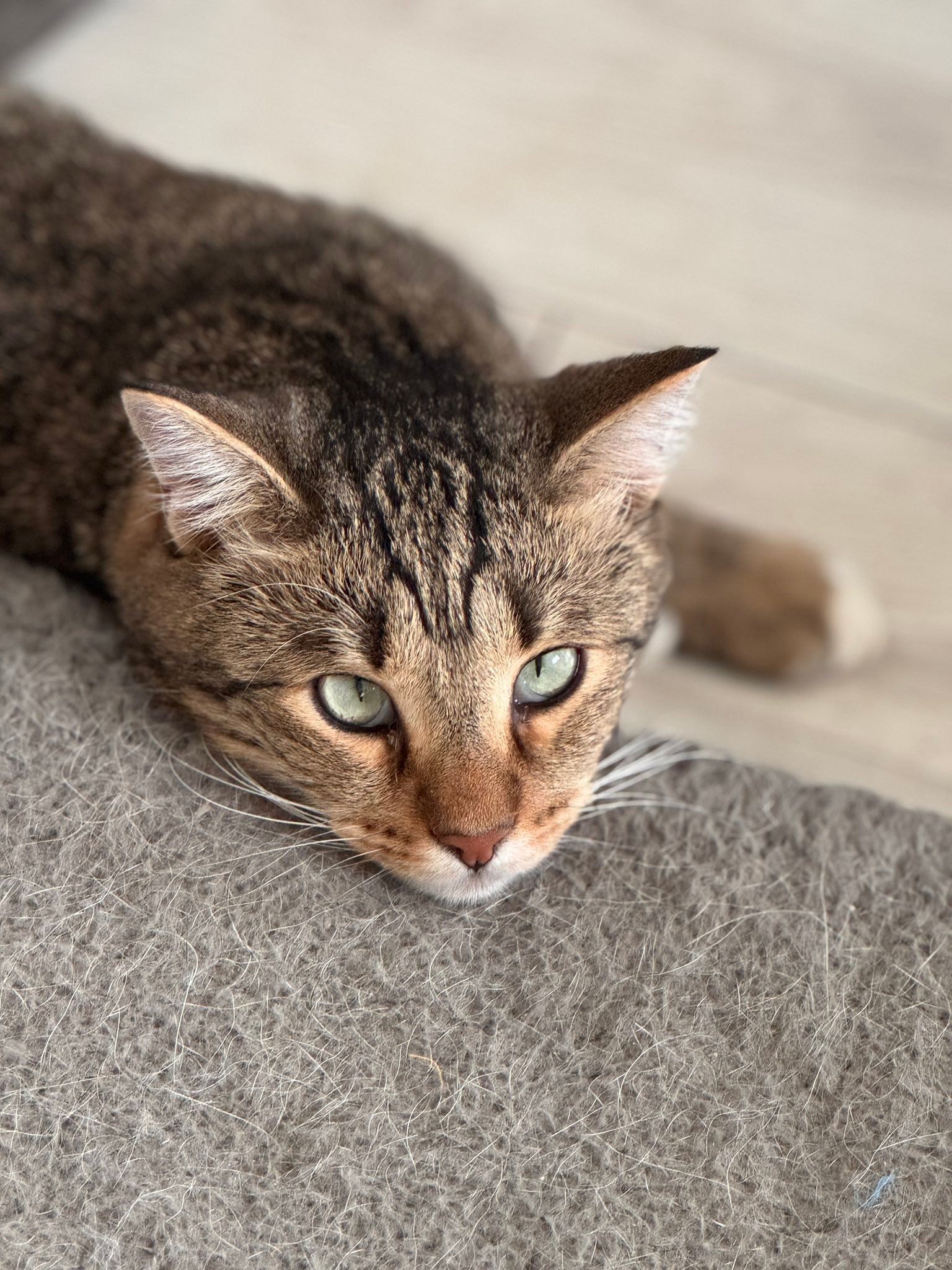 #cat #catlover #gamesofthrones #petlife #petmom | Barbara Prill