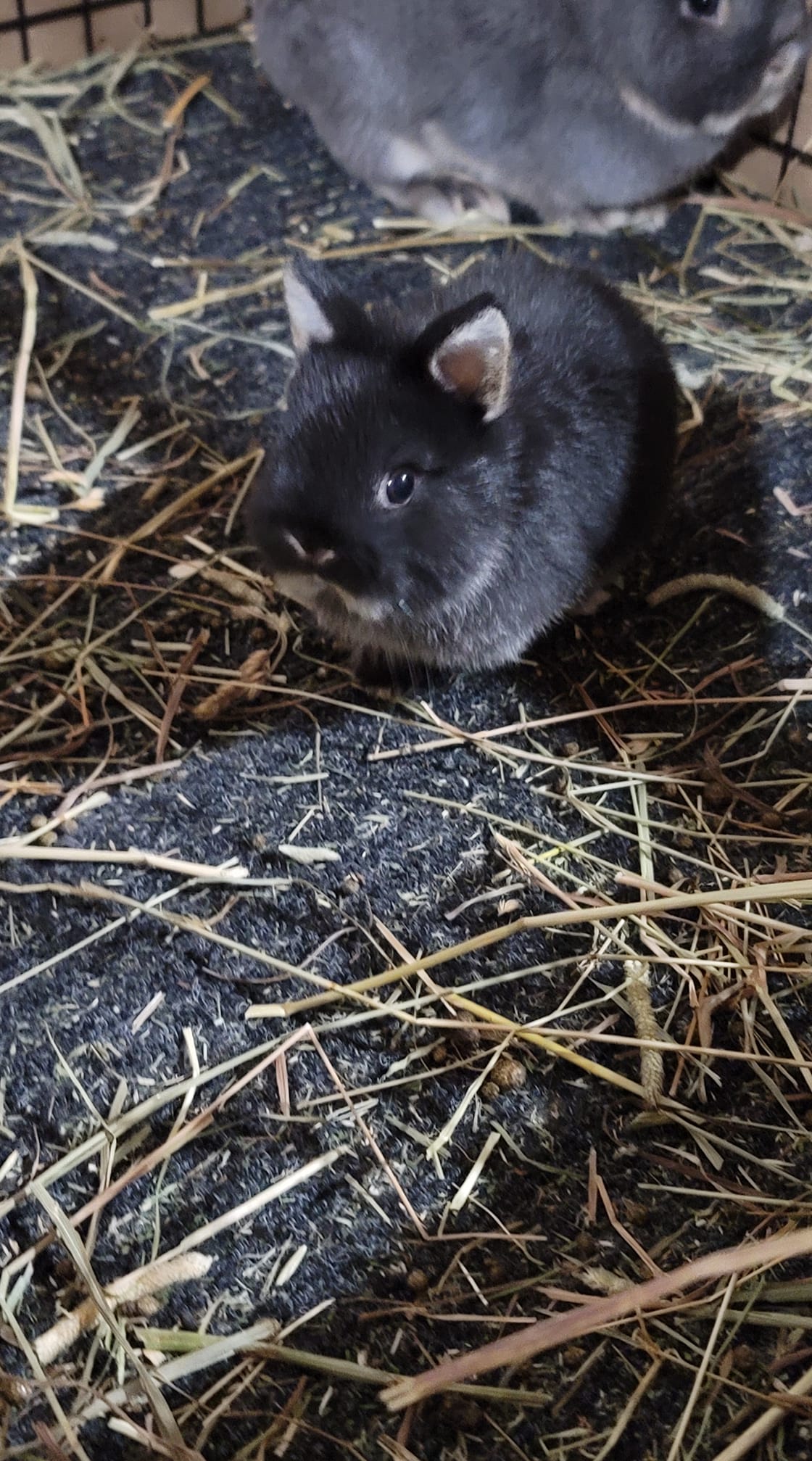 Hop Hop Rabbitry