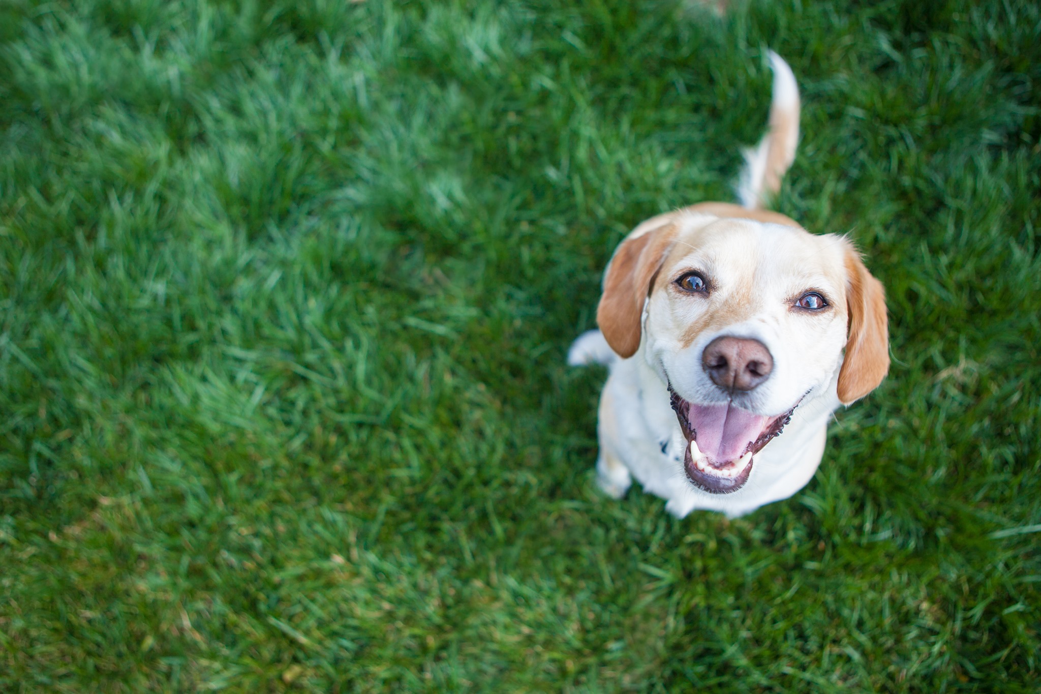 Our new website is up!! Check us... - The Ark Animal Hospital | Facebook