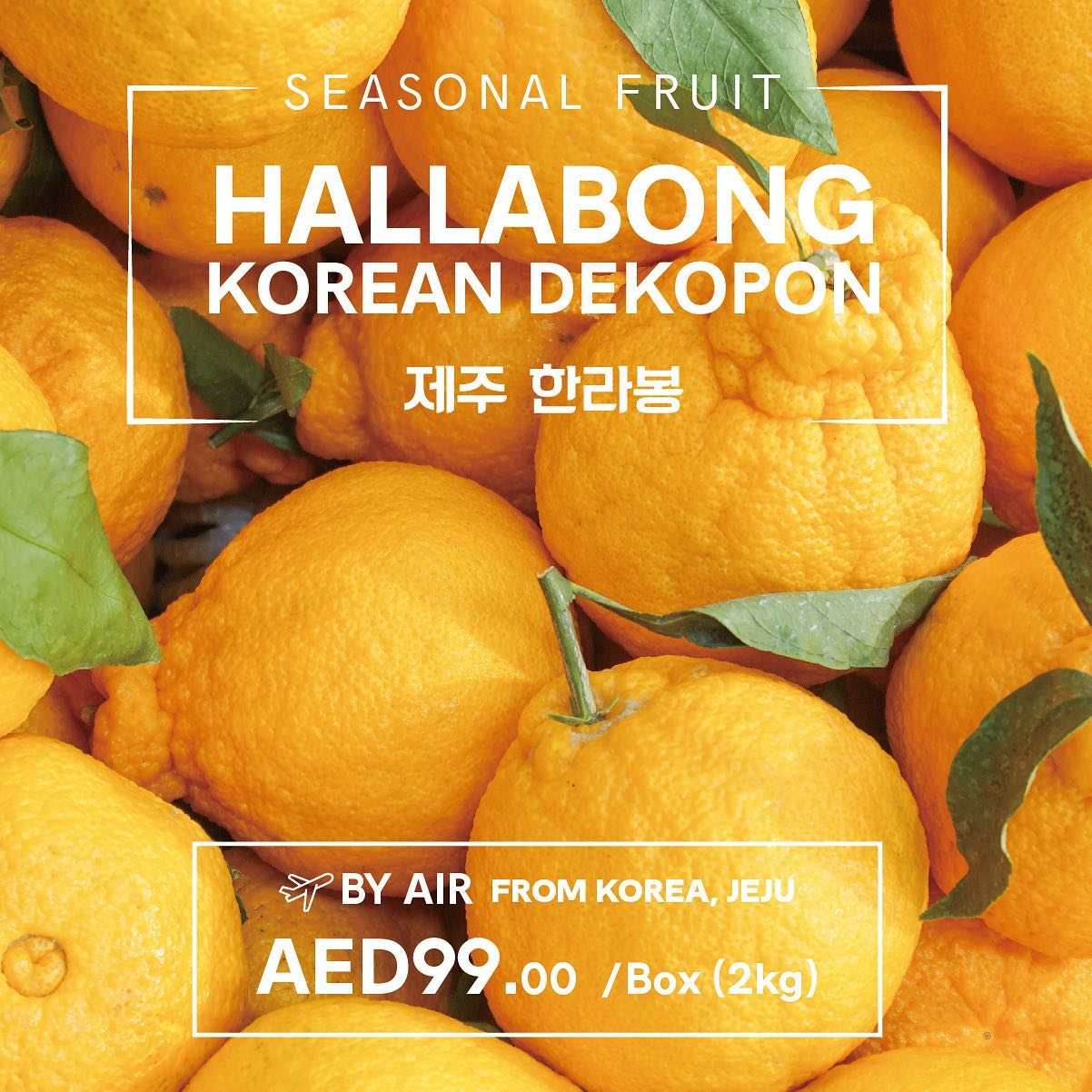 1004 Gourmet - Do you know about Hallabong or Korean... | Facebook