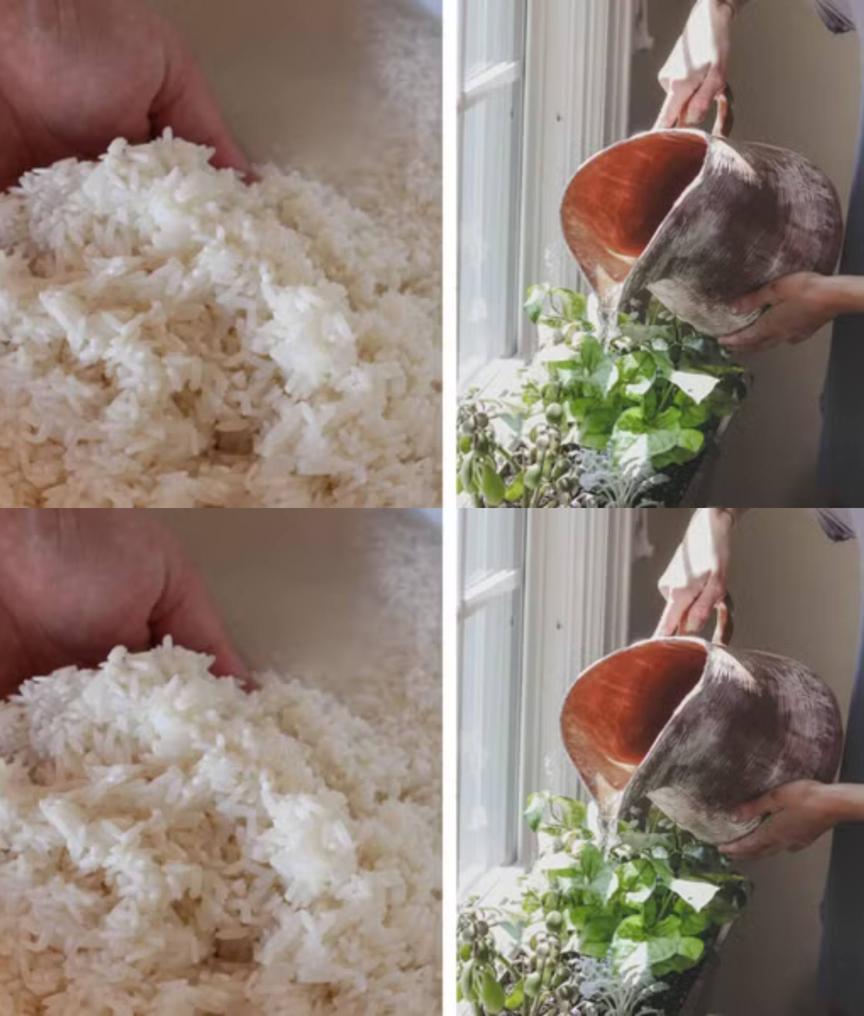 Life Simplified - How to Convert Washed Rice Water into a... | Facebook