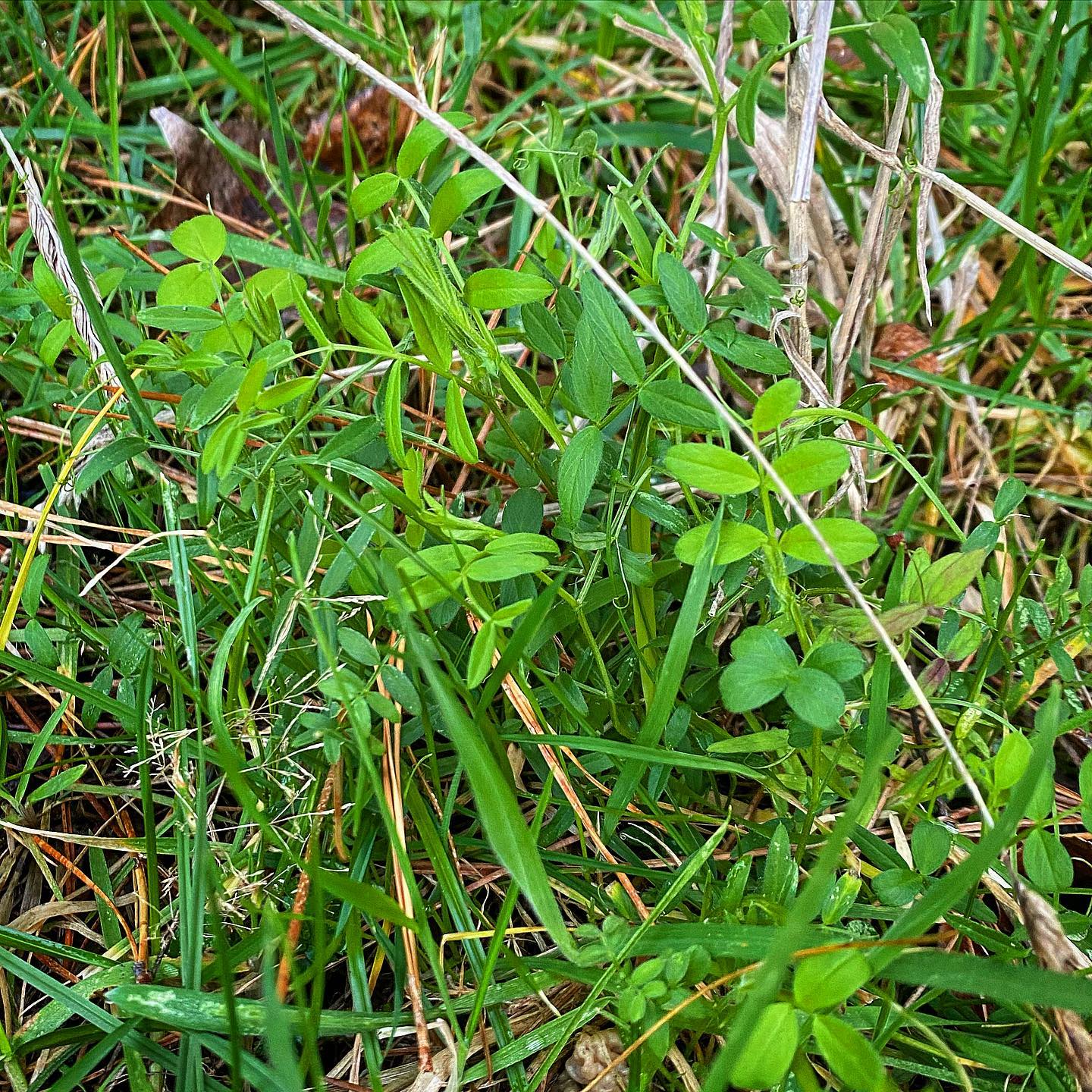 Pihi Farms - First sighting of Vetch in this paddock since...